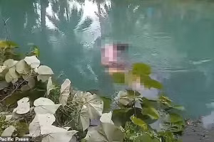 Thương tâm người phụ nữ thiệt mạng khi hái rau gặp cá sấu