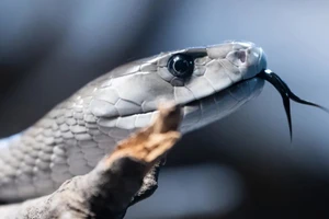 Rắn mamba đen, một trong những loài rắn độc nhất châu Phi, đang giúp các nhà khoa học đo lường mức độ ô nhiễm thông qua các kim loại nặng tìm thấy trong vảy của nó.