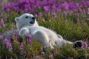 Hành trình 20 năm ghi lại khoảnh khắc hoang dã kỳ diệu