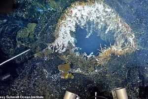 Nhà khoa học William Chadwick tin rằng Axial Seamount có khả năng phun trào trước cuối năm 2025