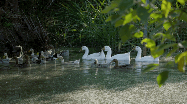 Khu vườn rộng 3000m² đẹp như cổ tích của vợ chồng 40 tuổi quyết định nghỉ hưu sớm về quê ảnh 22 Khu vườn rộng 3000m² đẹp như cổ tích của vợ chồng 40 tuổi quyết định nghỉ hưu sớm về quê ảnh 22