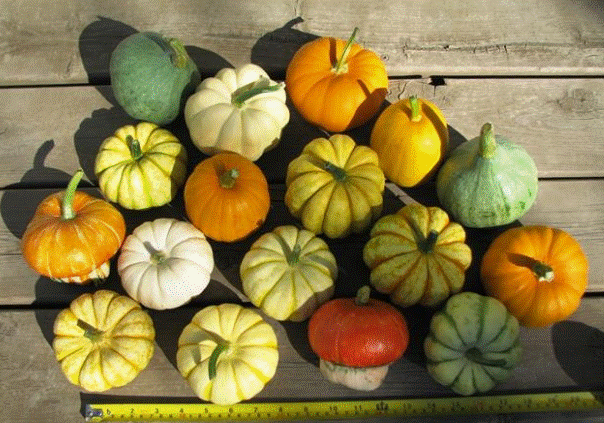 Loại quả tí hon giá cắt cổ được bà nội trợ săn lùng ảnh 7 Loại quả tí hon giá cắt cổ được bà nội trợ săn lùng-7