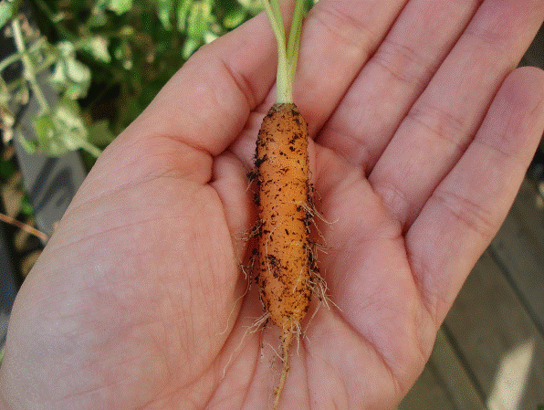 Loại quả tí hon giá cắt cổ được bà nội trợ săn lùng ảnh 10 Loại quả tí hon giá cắt cổ được bà nội trợ săn lùng-10