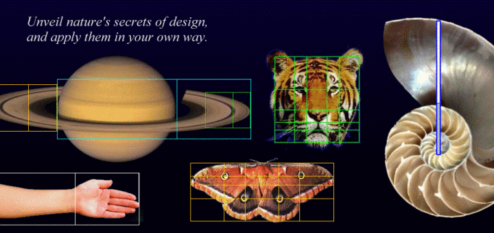 Bí ẩn về dãy Fibonacci và tỉ lệ vàng “thần thánh” trong vạn vật ảnh 2 Thế giới tự nhiên và tỉ số vàng