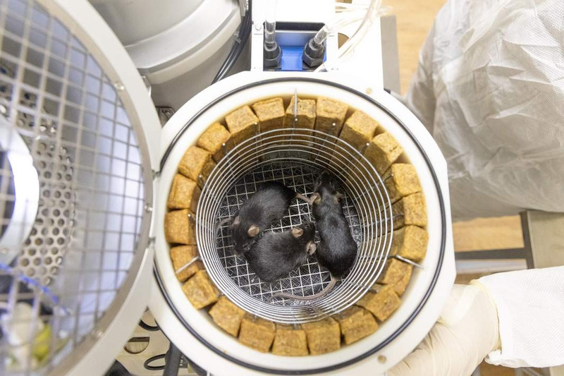 Vào tháng 11, báo chíbiết được rằng hậu duệ của những con ruồi từ Bion-M số 2 sẽ được đưa vào không gian cùng với các phi hành gia và một nhà du hành vũ trụ trên tàu vũ trụ có người lái Soyuz MS-28. 7.jpg