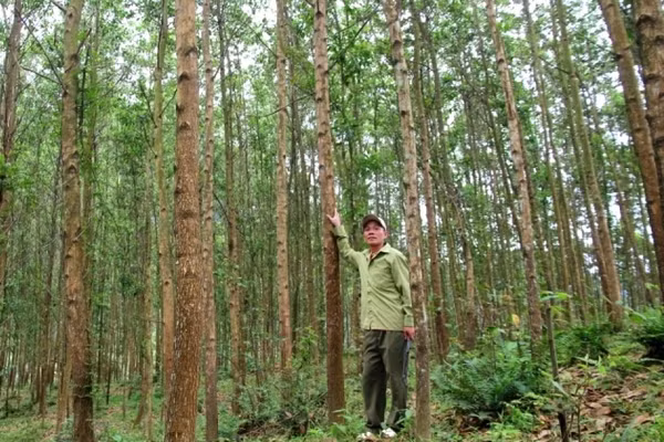 Việc trồng rừng gỗ lớn giúp người dân vùng cao TP Huế thoát nghèo, vươn lên làm giàu bền vững.