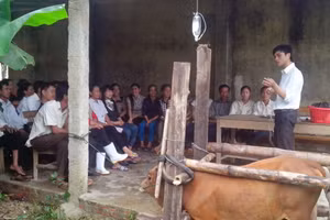 Người dân được phổ biến kỹ thuật chăn nuôi bò để cải thiện kinh tế. Ảnh: Quỳnh Chi.