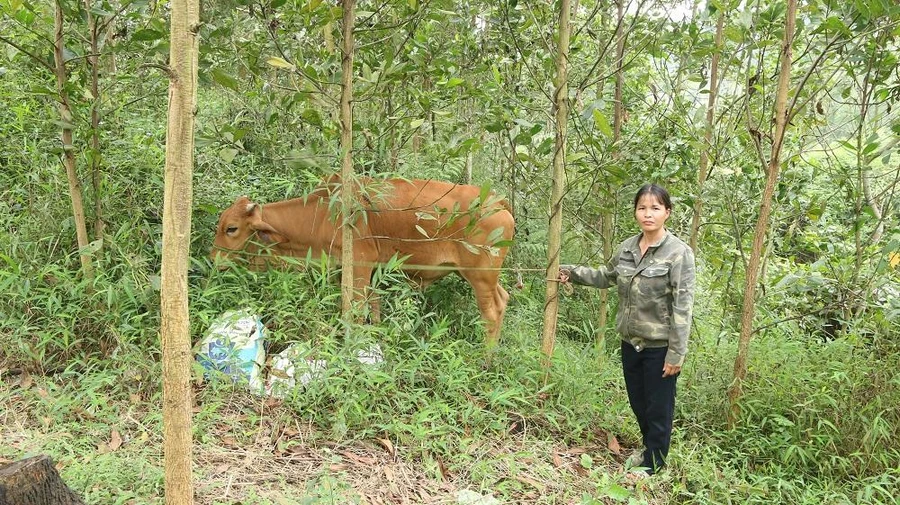 Giảm nghèo bền vững nhờ được hỗ trợ sinh kế và nhà ở.