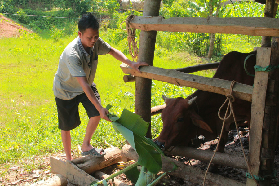 Nhờ chăm sóc đúng kỹ thuật và được cán bộ khuyến nông hỗ trợ thường xuyên, con bò của gia đình anh Hoàng Văn Đang phát triển khỏe, mạnh. giam-ngheo-2.jpg