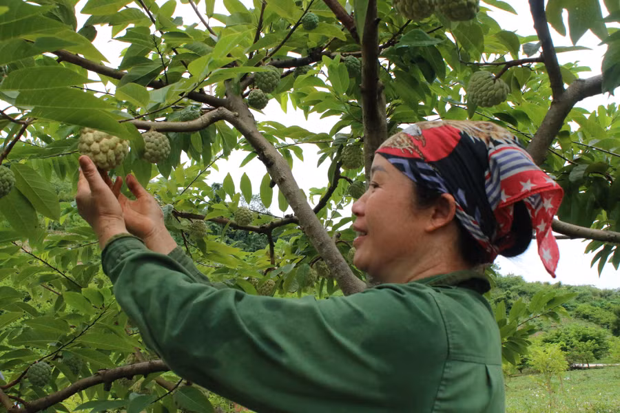 Theo thống kê tính đến đầu năm 2025, toàn tỉnh Thái Nguyên còn 23.061 hộ nghèo (chiếm 5,46%) và 15.482 hộ cận nghèo (3,67%).