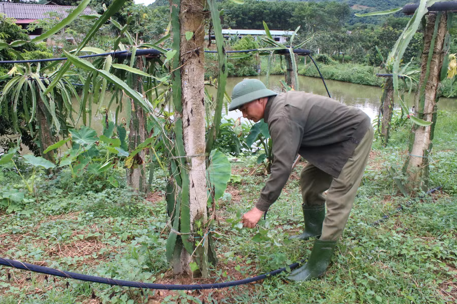 Thanh long là giống cây ăn quả ít sâu bệnh quy trình chăm sóc đơn giản cho sản lượng thu hoạch cao.jpg