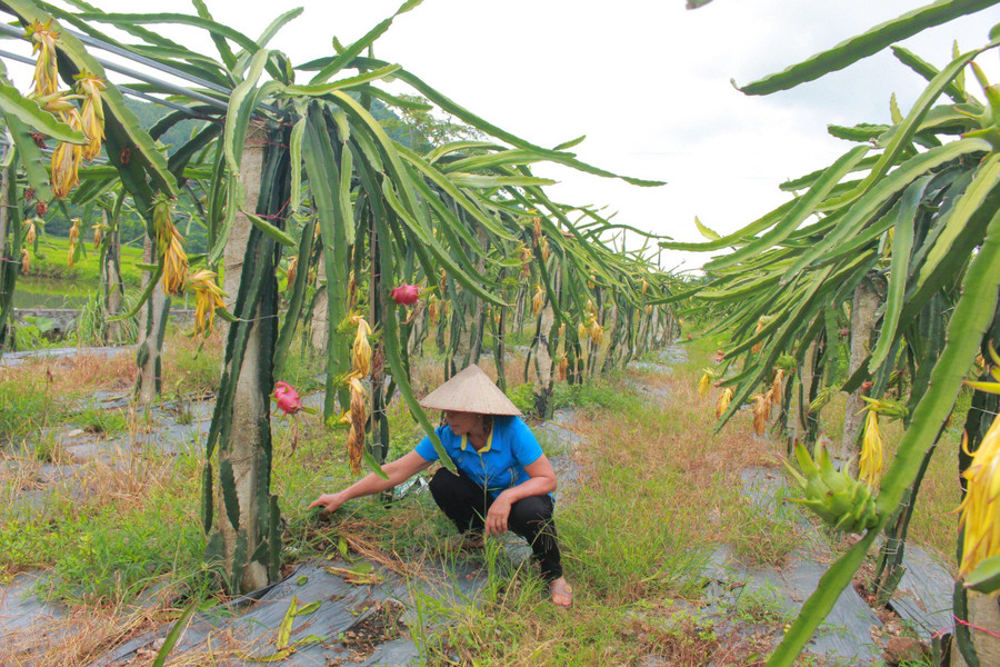 Bà Chiêm đang nhặt cỏ dưới các gốc thanh long.jpg