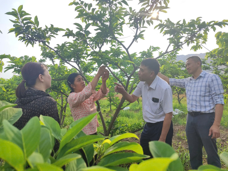 Cây Na được trồng trên núi đá của Trung Sơn không những phù hợp với khí hậu, đất đai mà còn được người dân chăm sóc cẩn thận, áp dụng kỹ thuật mới như đốn, tỉa cành hợp lý, thụ phấn nhân tạo, phòng trừ sâu bệnh hiệu quả.