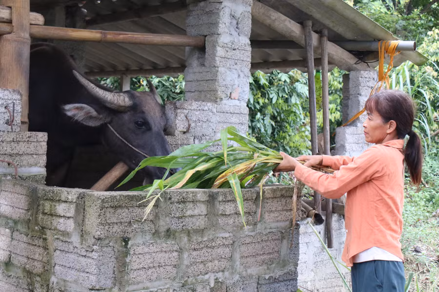 Hỗ trợ giống trâu sinh sản, tạo sinh kế thoát nghèo cho nông dân miền núi.