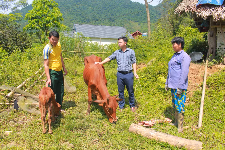 Dự án nhân rộng mô hình giảm nghèo chăn nuôi bò sinh sản thuộc Chương trình mục tiêu quốc gia (MTQG) về giảm nghèo bền vững đã và đang chứng minh hiệu quả rõ rệt, trở thành điểm sáng trong công tác giảm nghèo của địa phương.