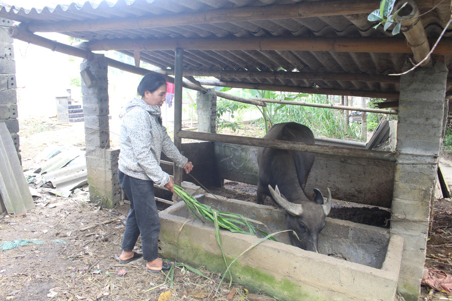 Mô hình chăn nuôi bò lai Sind, trâu cái sinh sản, dê lai sinh sản được duy trì, nhân rộng tại nhiều xóm trên địa bàn xã Yên Trạch.