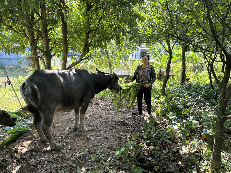 Bà Ứng Thị Thêm, xã An Khánh, tỉnh Thái Nguyên được hỗ trợ 2 con trâu sinh sản từ chương trình MTQG giảm nghèo bền vững.
