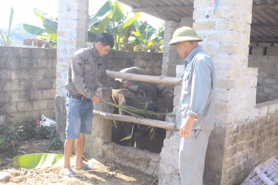 Mô hình hỗ trợ nuôi trâu sinh sản đã lan tỏa hiệu quả tại nhiều địa phương.