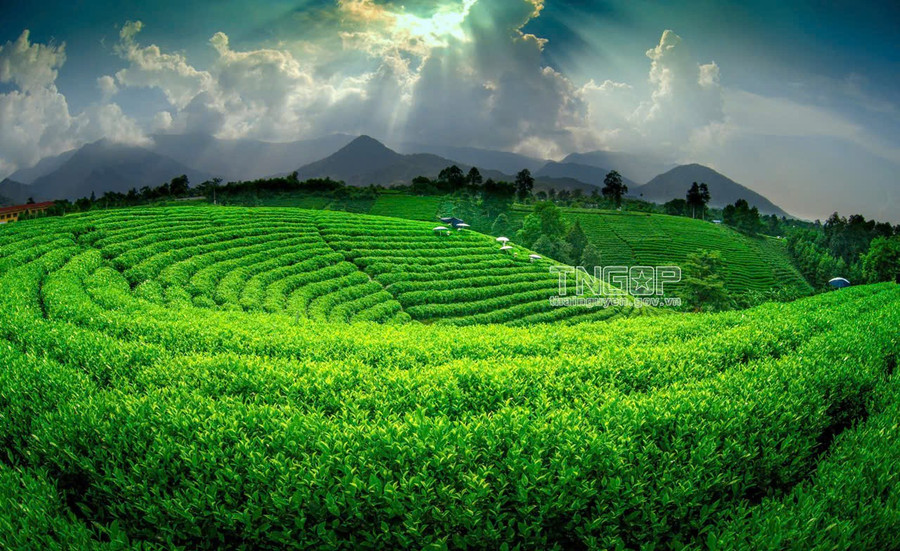 Vùng chè La Bằng, tỉnh Thái Nguyên. img-0786.jpg