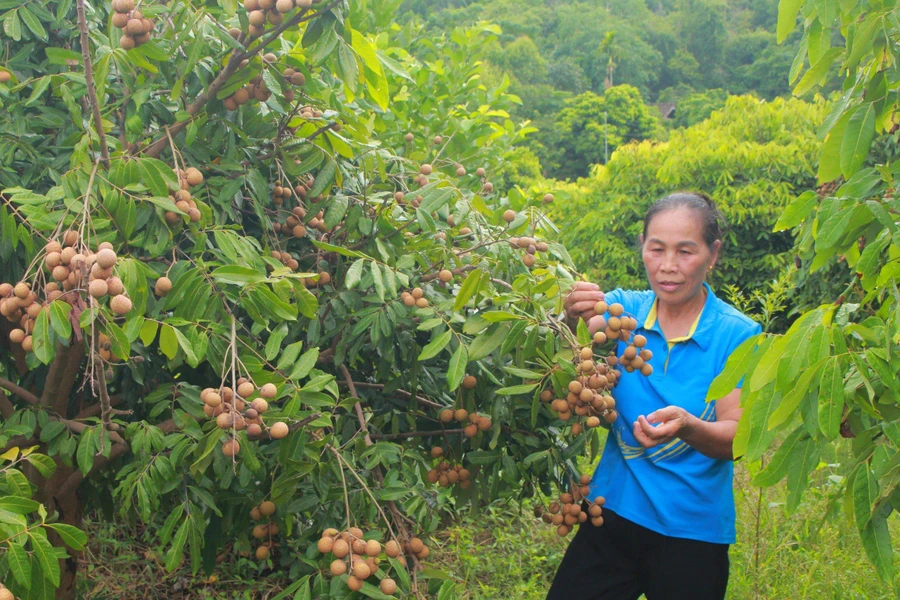 Trồng cây ăn quả trên đất dốc nhiều người dân nhanh chóng xóa đói giảm nghèo.