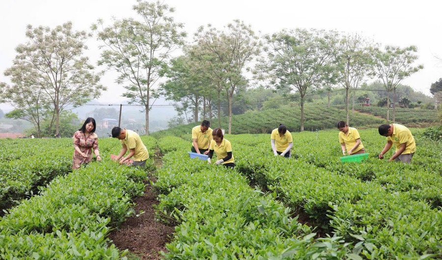 Trong những năm gần đây, tỉnh Thái Nguyên đang từng bước đưa cây chè vượt ra khỏi phạm vi nông nghiệp đơn thuần, trở thành trung tâm trong mô hình phát triển văn hóa nông nghiệp du lịch.