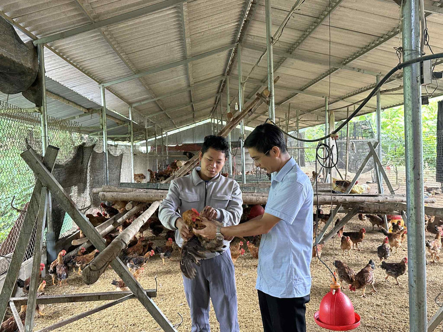 Ông Phạm Minh Phương, Phó Chủ tịch UBND xã Võ Nhai thăm mô hình chăn nuôi gà hướng thịt lông màu nhập nội.