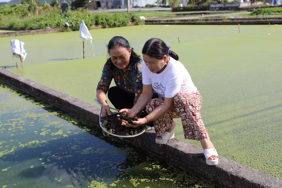 Nhiều hộ gia đình tại xã An Khánh (Thái Nguyên) chuyển đổi mô hình kém hiệu quả sang nuôi ốc nhồi thương phẩm.
