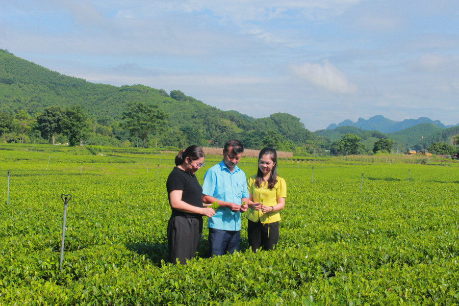 Thái Nguyên đã và đang tập trung vào các sản phẩm đặc trưng như du lịch trà. img-9746.jpg