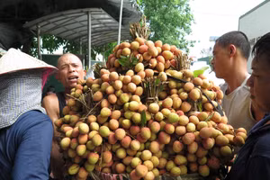 Vải thiều chính vụ chưa đến thời điểm thu hoạch, người dân các xã trồng vải trên địa bàn huyện Thanh Hà đang vào vụ thu hoạch các trà vải sớm như: vải u hồng, vải trắng trứng, vải gai.