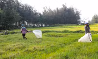 Săn 'tôm bay' kiếm tiền triệu mỗi ngày