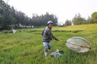 Săn 'tôm bay' kiếm tiền triệu mỗi ngày