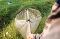 Săn 'tôm bay' kiếm tiền triệu mỗi ngày