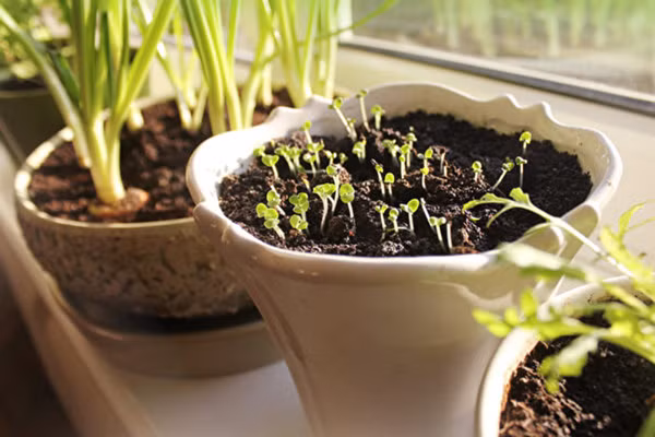 Trong một căn hộ có không gian hạn chế, việc sử dụng bệ cửa sổ để trồng cây con cũng có thể phát triển thành những chậu cây xanh tươi. (Ảnh: Shutterstock)