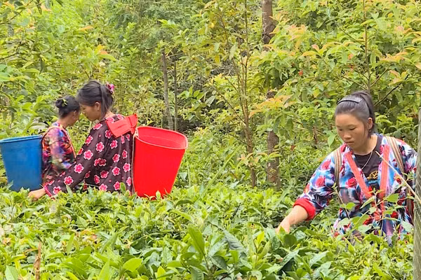 Nhiều mô hình kinh tế giúp người dân vùng cao xóa nghèo. Ảnh TTXVN