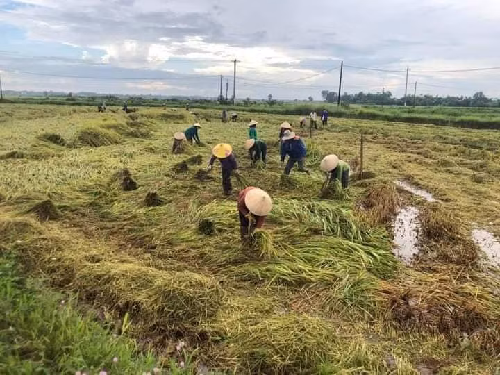 Bà con nông dân huyện Triệu Phong tranh thủ thu hoạch lúa trước khi cơn bão số 5 đổ bộ (ảnh: Hội Liên hiệp Phụ nữ TP).