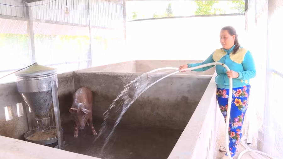 Mô hình chăn nuôi của chị Nguyễn Thị Diễm, xã Khánh Lâm (huyện U Minh)