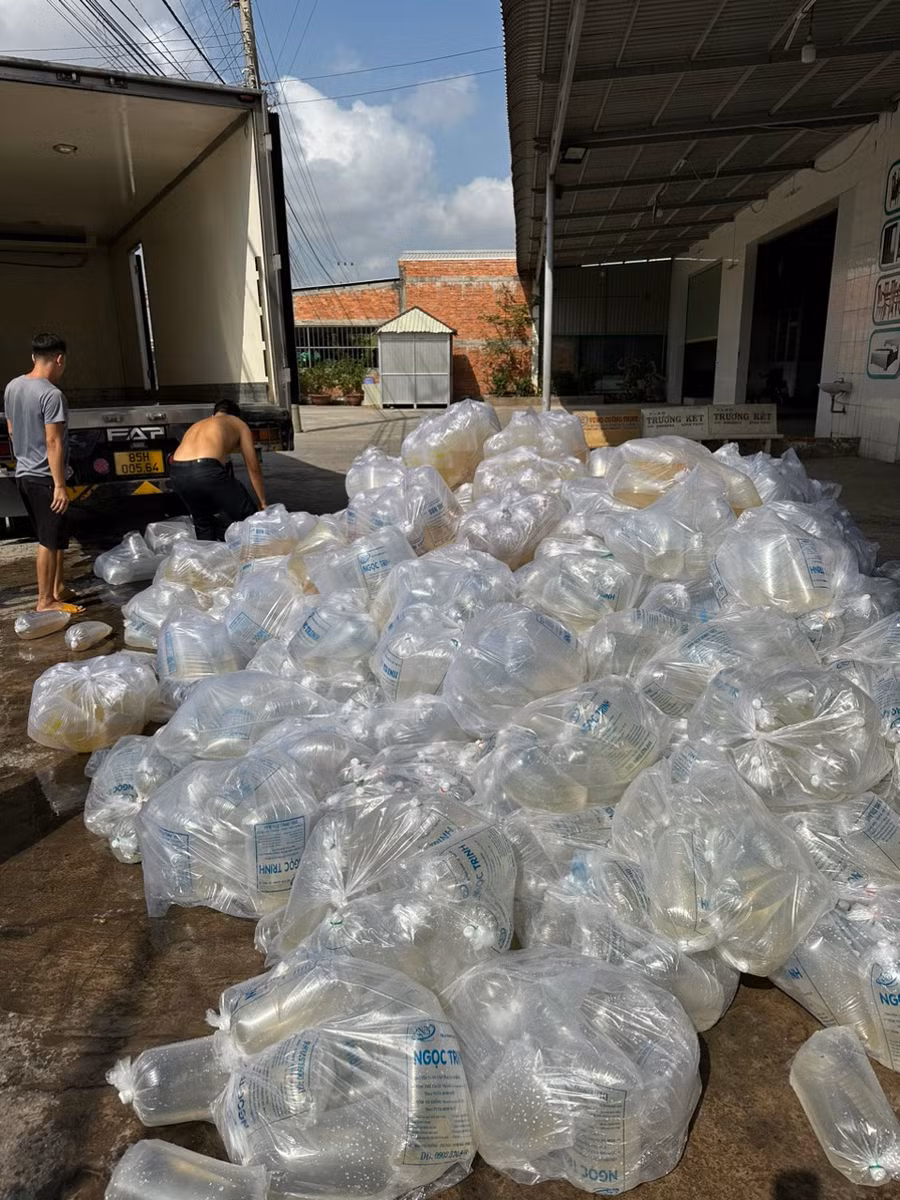 Số tôm giống không rõ nguồn gốc vừa bị lực lượng chức năng tỉnh Bạc Liêu bắt giữ.