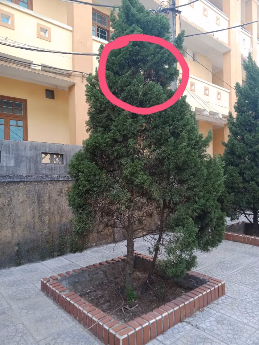 Vị trí tổ ong cư ngụ trên cây ở trong sân trường TH Thị trấn Cam Lộ.