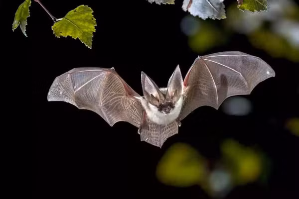 Virus Nipah lây truyền từ động vật (như dơi, lợn) sang người. (Ảnh minh họa)