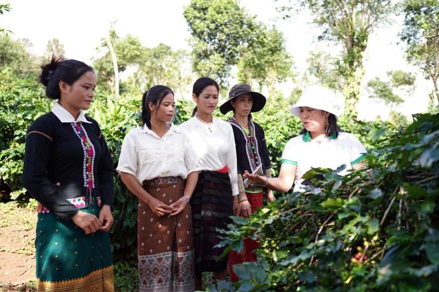 Người dân Vân Kiều ngày càng ý thức hơn việc trồng cà phê sạch để nâng cao chất lượng.