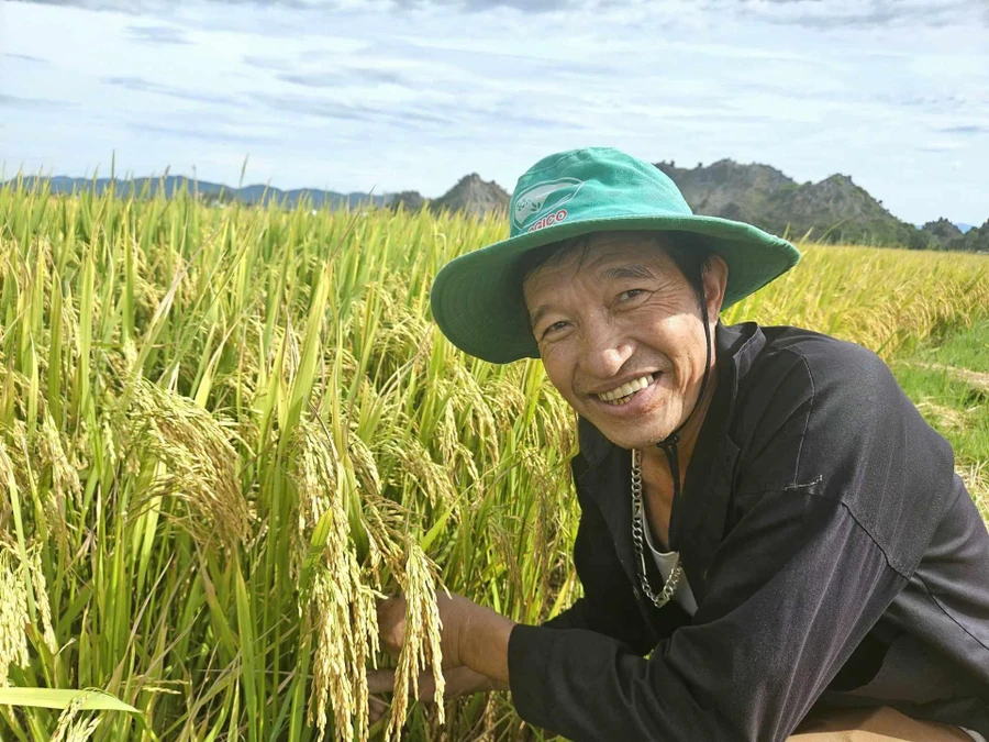 Sau vụ mùa chăm sóc, nông dân phấn khởi vì sản lượng lúa tăng và được giá.