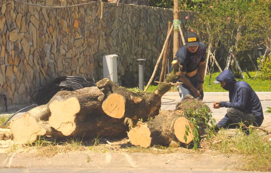 Những loại cây được cho không phù hợp bị cắt hạ để trồng cây mới.