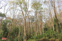 rungsangle8.jpg