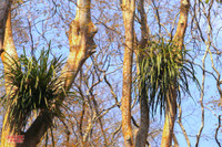 rungsangle6.jpg