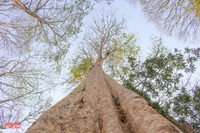 rungsangle9.jpg