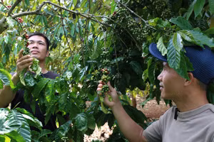Ông Đàm Văn Phương, kỹ thuật Bio Green (áo đen) kiểm tra tình trạng sinh trưởng của cây cà phê tại vườn. (Ảnh: T.H)