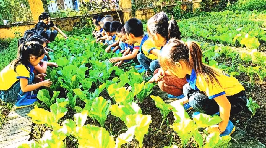 Các em học sinh Trường Mầm non Sơn Lương, Văn Chấn, Yên Bái thích thú với trải nghiệm trồng rau tại nhà trường.