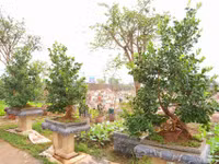2-6244.jpg