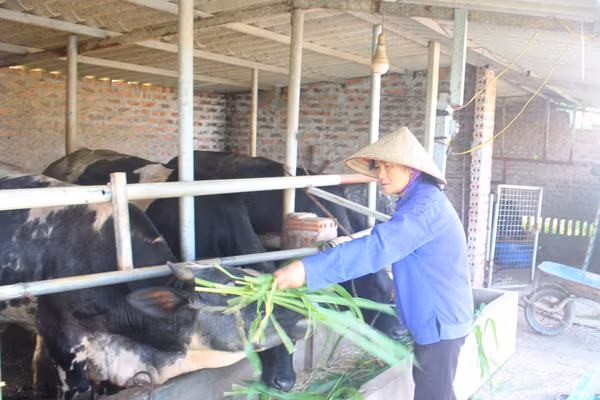 Từ một giáo viên nghỉ hưu bà Vũ Thị Bé trở thành tấm gương tiêu biểu về phát triển kinh tế với mô hình VAC.