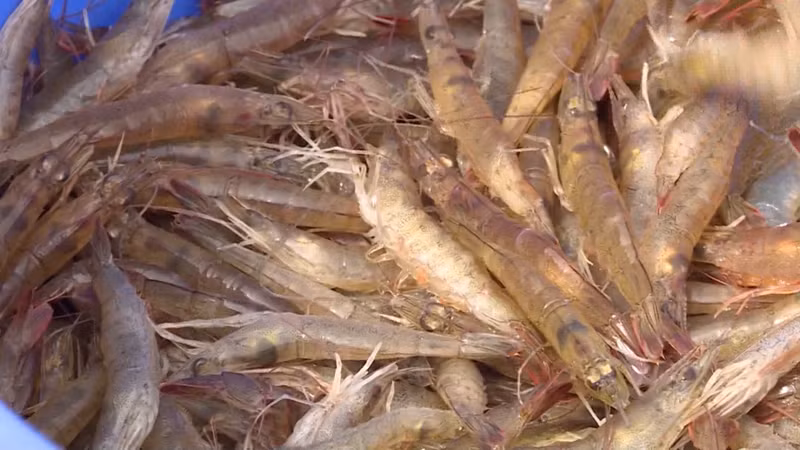lang-nghe-di-san-tom-kho-vung-dat-mui-1.jpg